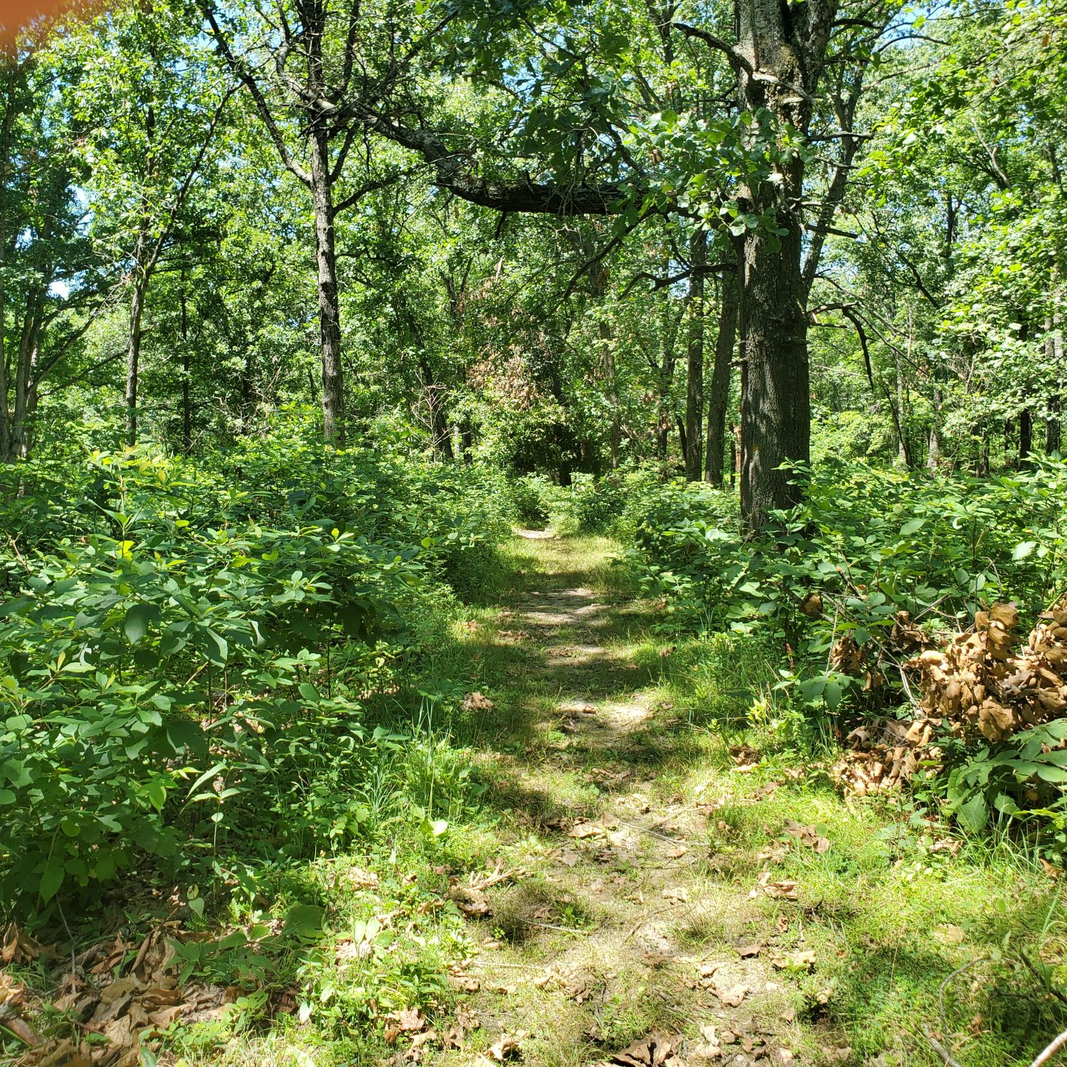 Henry Ellers Shoal Creek Preserve 